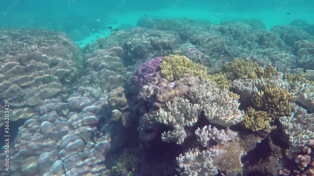 A beauty of underwater world with corals while snorkeling in shallow water. Clear view in transparent water. A beauty of underwater world with corals while snorkeling in shallow water. Clear view in transparent water.