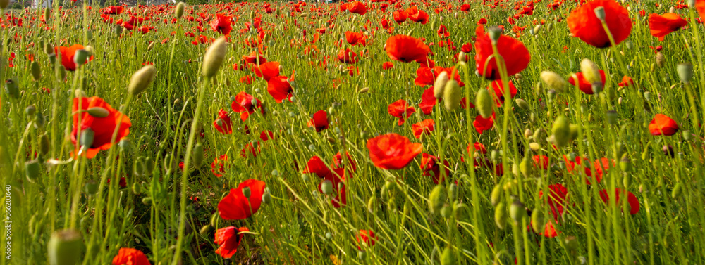 Fototapeta premium colorful and artistic twirl