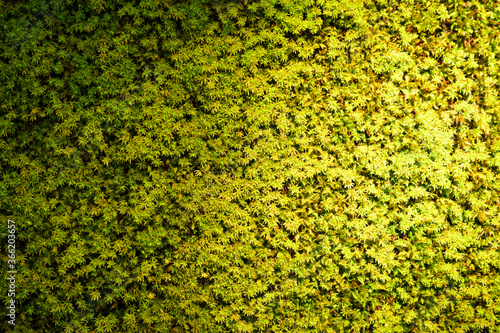 green moss background