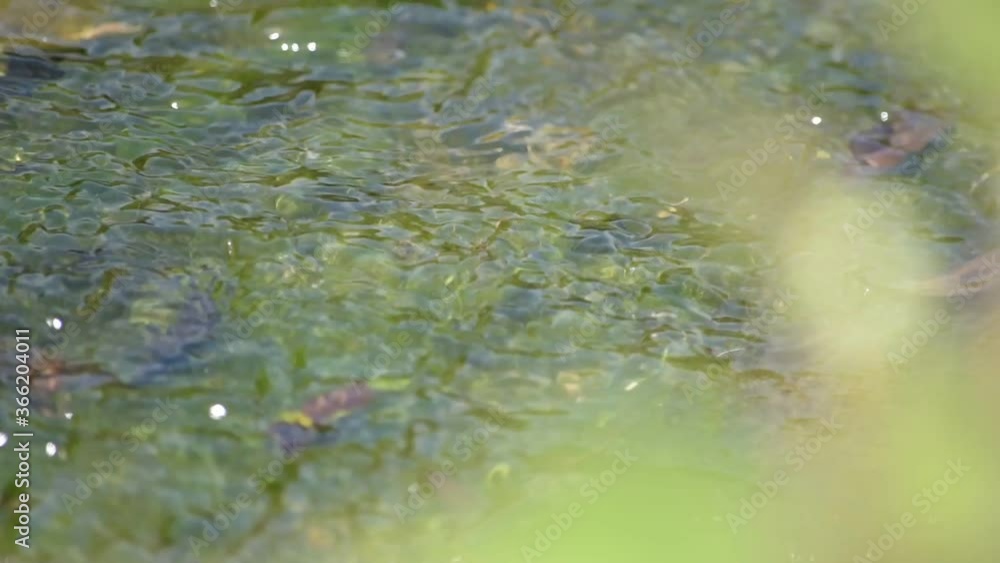 清らかに流れる山の天然水 清らかに流れる山の天然水