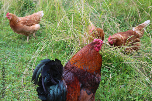 Rooster and hens on green grass on a summer day. 