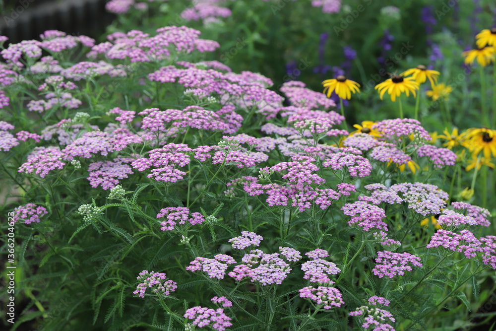 Obraz premium ノコギリソウのピンク色の花