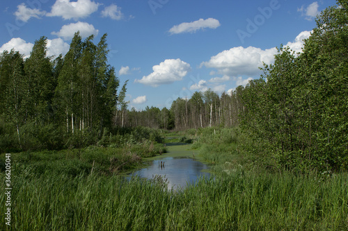 Fototapeta Naklejka Na Ścianę i Meble -  Scenic view of a small drying river with a swamp in the forest. Deciduous birch forest, bright blue sky with large huge white clouds. Belarus, Minsk region.