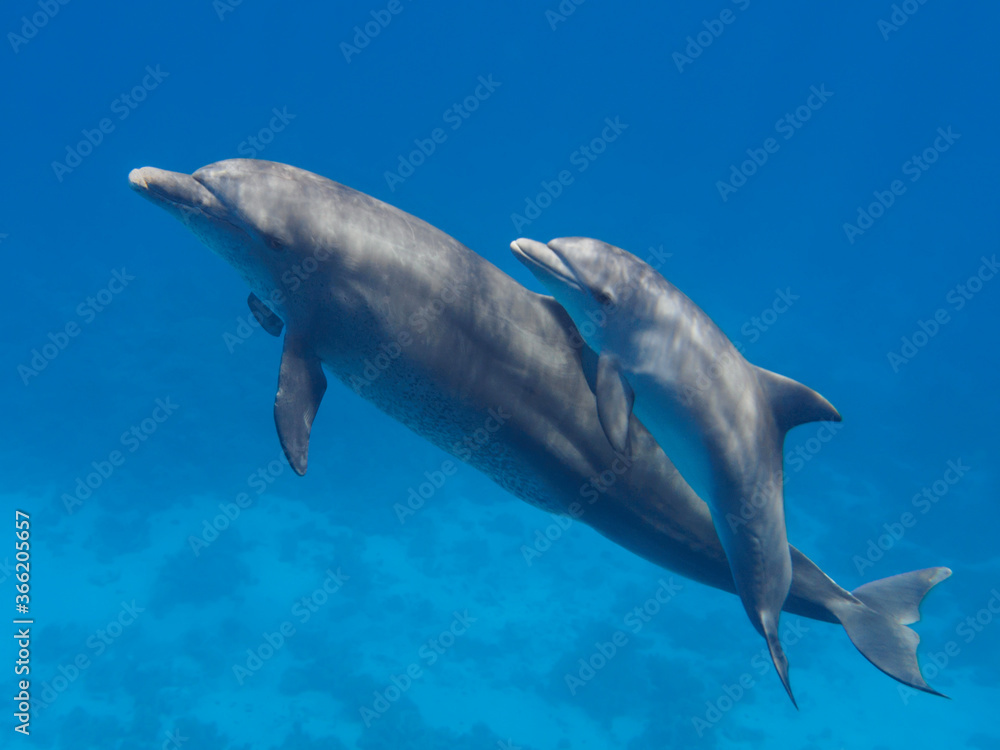 Obraz premium Two cute dolphins smimming in the blue ocean over the coral reef, selective focus