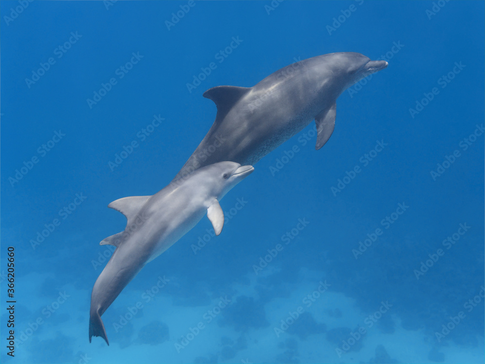 Two wild dolphins swimming in the blue tropical sea water Two wild dolphins swimming in the blue tropical sea water
