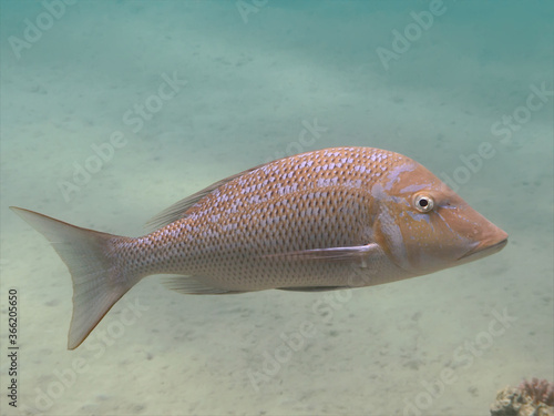 Spangled emperor fish (Lethrinus nebulosus) in the sea water,  underwater tropical wild life of Indian and Pacific oceans photo