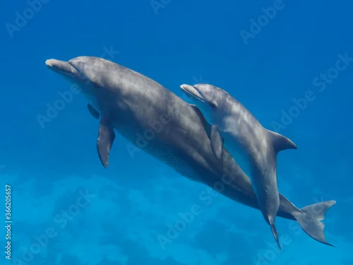 Fototapeta na wymiar Two cute dolphins smimming in the blue ocean over the coral reef, selective focus