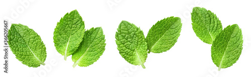 Fresh mint leaves set, isolated on white background photo