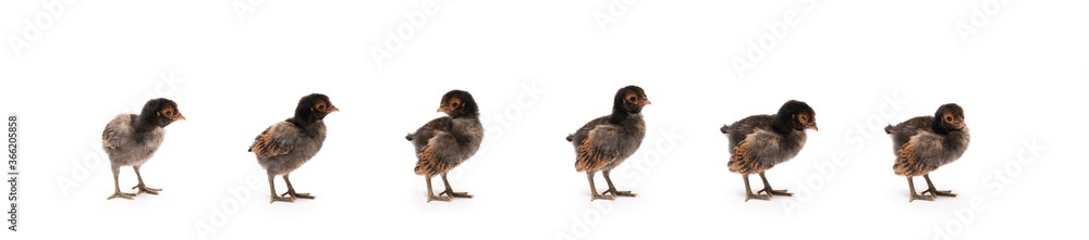 Isolated Cute black brown baby Appenzeller Chicks set on the row on white clear background studio light.