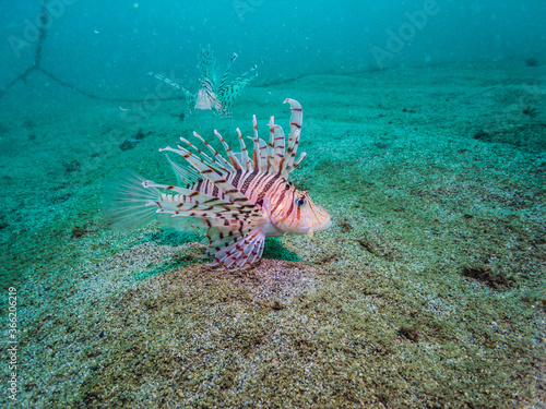  Luna lion fish  Pterois lunulata Temminck   Schlegel  1843  swimming over sandy seabed. Owase  Japan