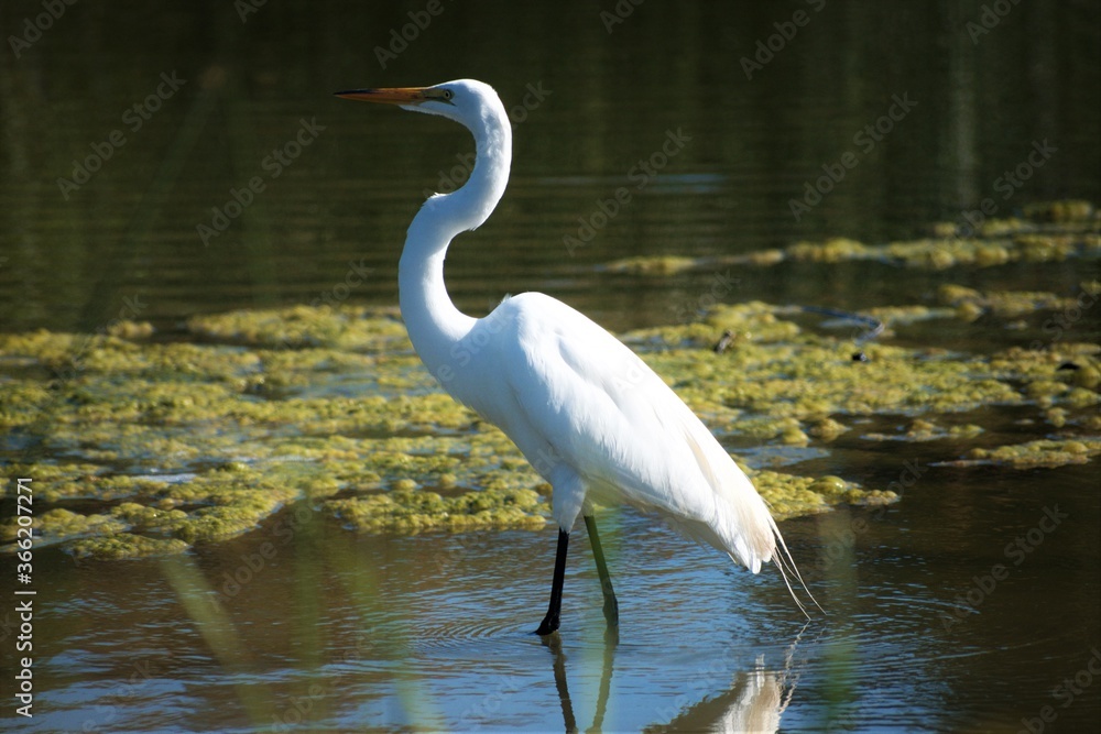 Naklejka premium Lone Great Egret