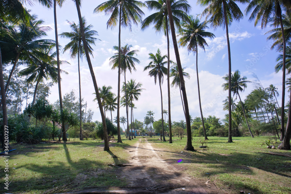 Fototapeta premium Palm trees with road in the middle