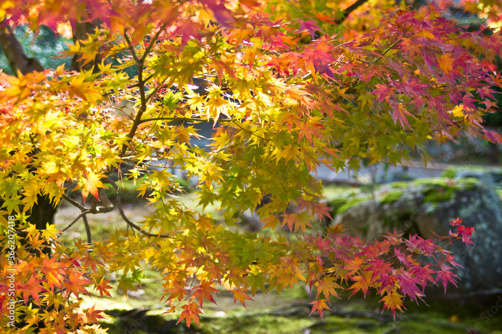 The maple is colored in beautiful red and yellow. The maple is colored in beautiful red and yellow.