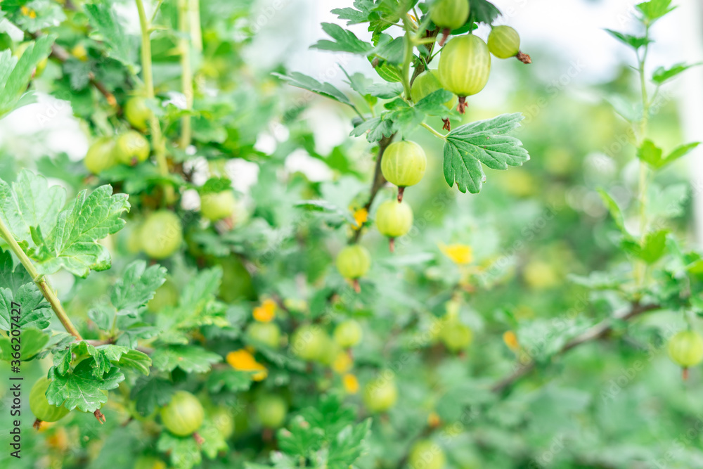 green gooseberry berries hang on the branches. blurred soft background