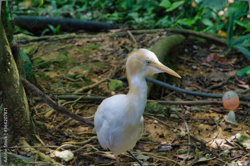 Fototapeta premium Close up portrait of white egrets