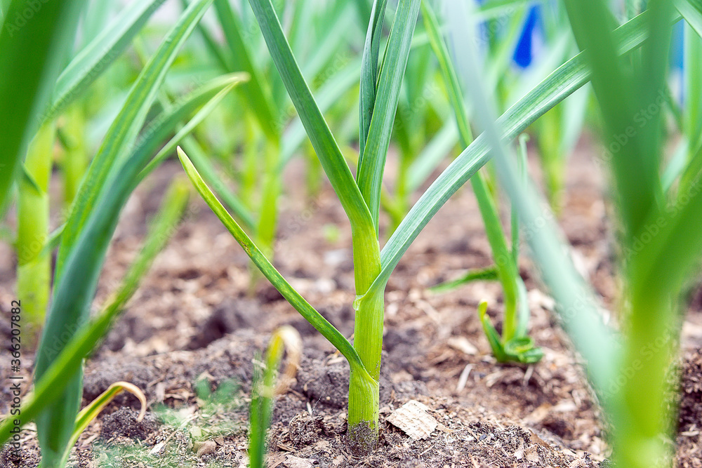 sprouts of garlic grow on a bed in the spring in the garden. growing organic plants and vegetables sprouts of garlic grow on a bed in the spring in the garden. growing organic plants and vegetables
