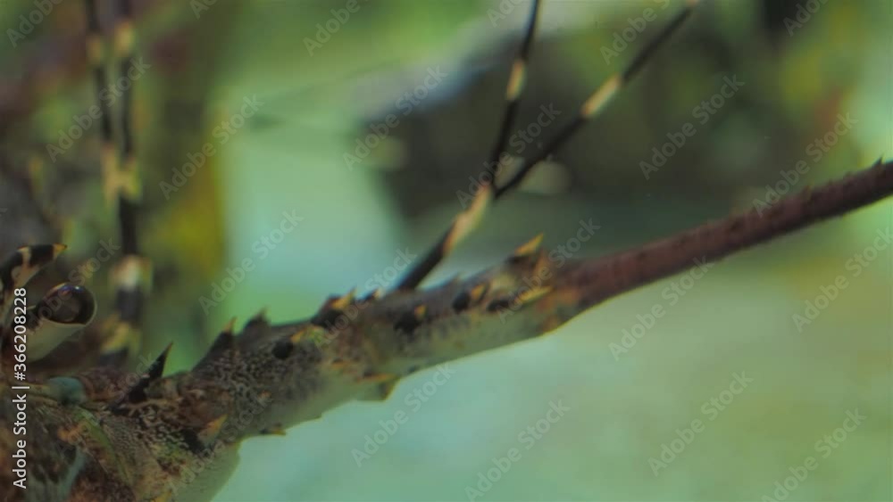 Vdo.Panning Close-up the eyes of Spiny lobster (Palinuridae) in glass fish tank, other names includes angustas, langouste and rock lobsters. Vdo.Panning Close-up the eyes of Spiny lobster (Palinuridae) in glass fish tank, other names includes angustas, langouste and rock lobsters.