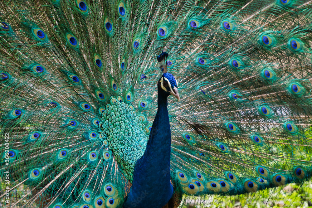 Obraz premium peacock with feathers out
