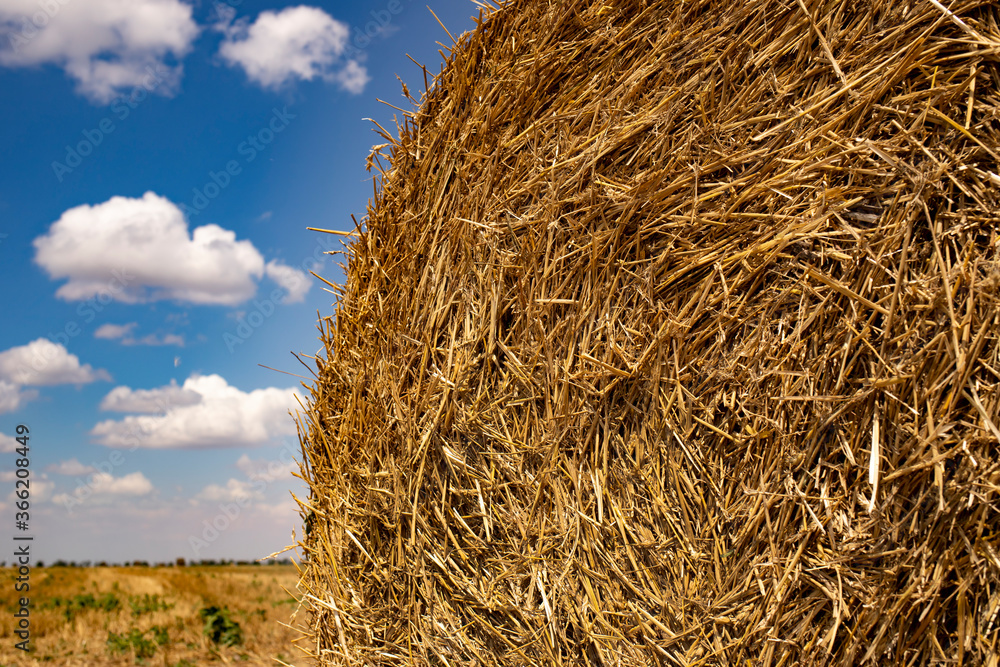 Wheat harvesting. Round bales of straw in a field on a sunny summer day against the background of the sky.