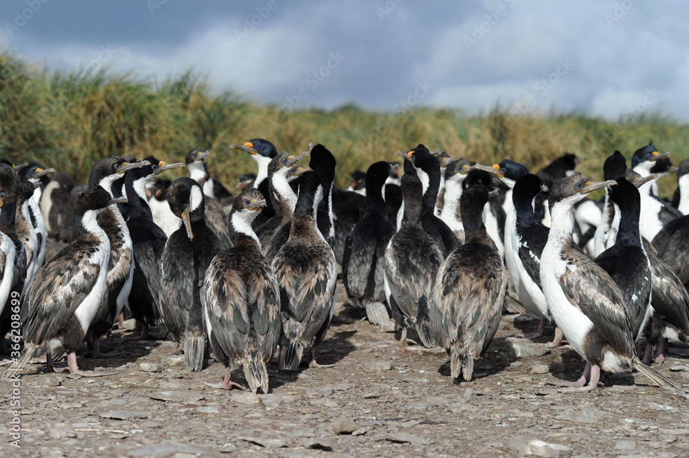 Obraz premium Imperial Shag - Blue Eyed, Phalacrocorax bransfielddansis, black and white cormorant with blue eye from Falkland Islands. 