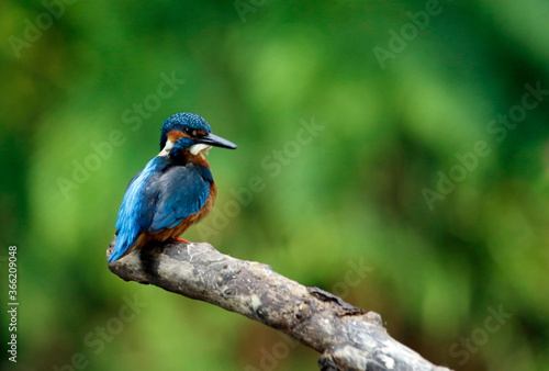 Kingfisher perching, preening and fishing on the river bank