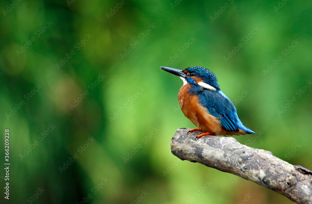 Kingfisher perching, preening and fishing on the river bank Kingfisher perching, preening and fishing on the river bank