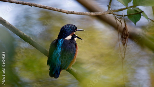Kingfisher perching, preening and fishing on the river bank