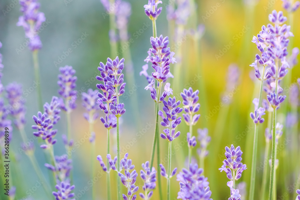 Naklejka premium Soft focus on beautiful lavender flowers in summer garden