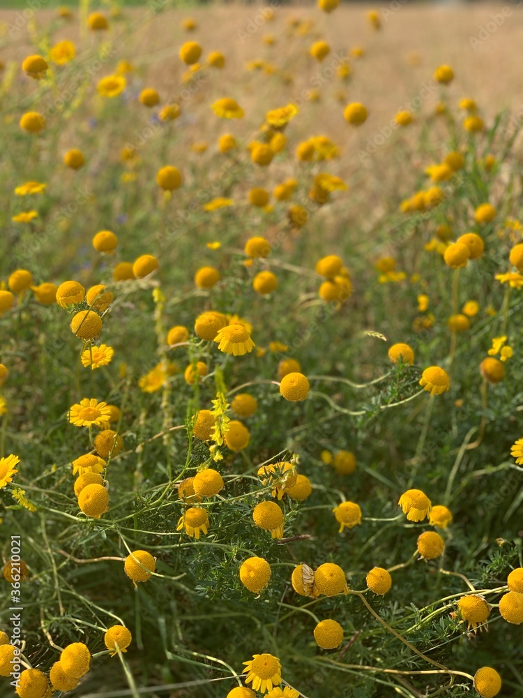 Yellow flowers dots in a green meadow summer day in the sunshine nature outside colorful