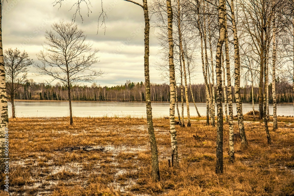Obraz premium birches on the lake