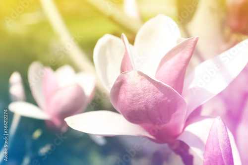 Closeup view of blossoming spring tree outdoors  color toned