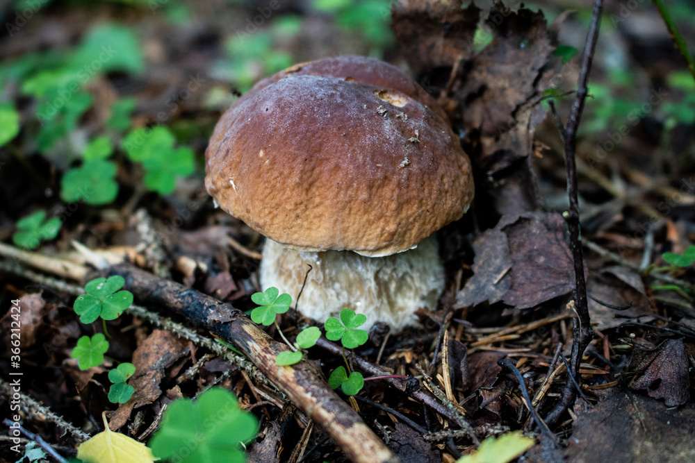 Mushrooms in their natural environment under the shade of trees (raw mushrooms, aspen mushrooms, porcini mushrooms, chanterelles). Mushrooms in their natural environment under the shade of trees (raw mushrooms, aspen mushrooms, porcini mushrooms, chanterelles).