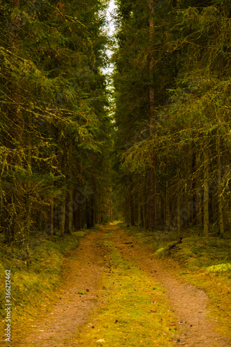 road in the woods