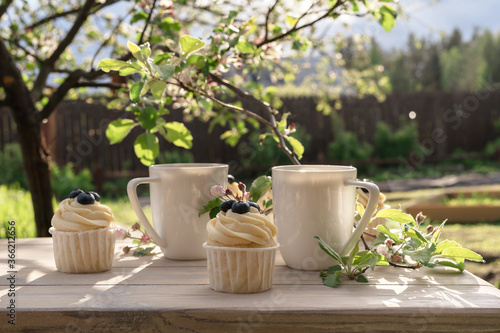 Two beautiful porcelain coffee cups with homemade blueberry cupcakes with vanilla cream on wooden table in spring garden. Apple tree branches in bloom in setting sun light.