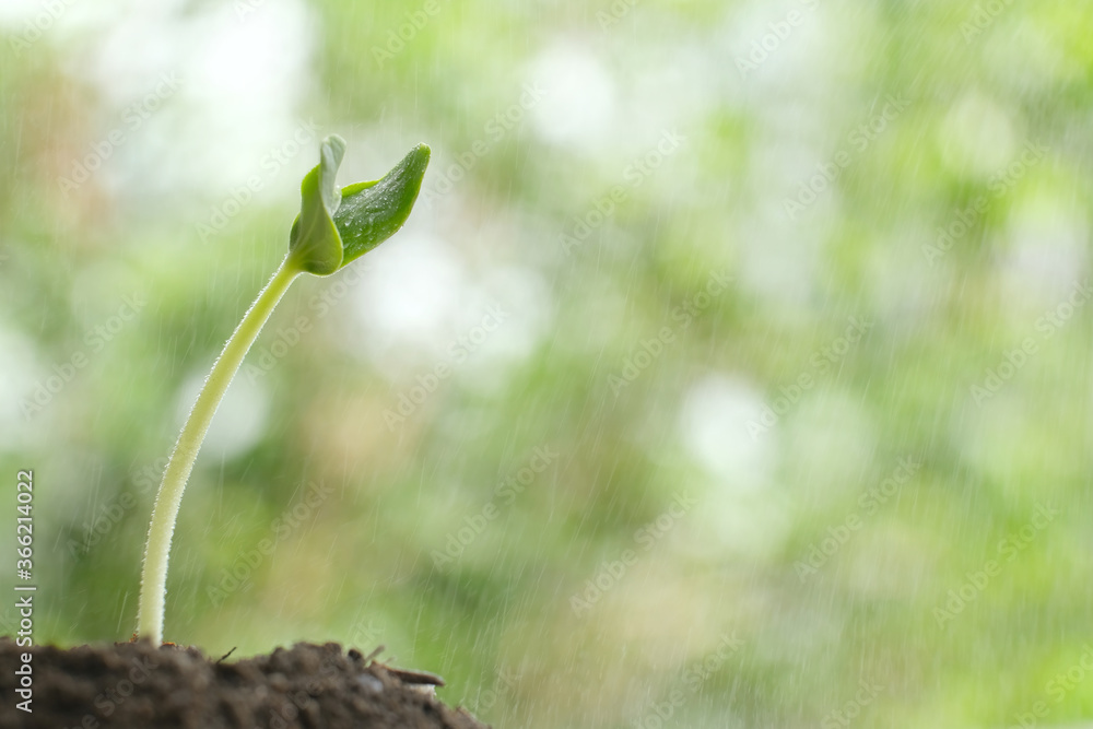 Closeup small young plant sprout with light rain or gentle watering. Concept for green environment, fresh nature, startup or new business beginning Closeup small young plant sprout with light rain or gentle watering. Concept for green environment, fresh nature, startup or new business beginning
