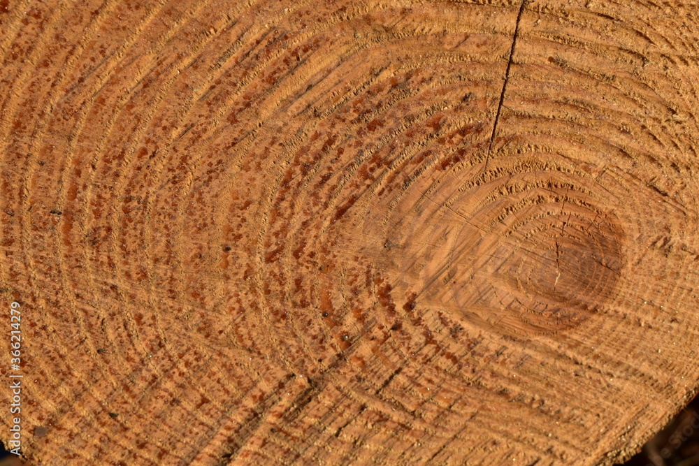 Naklejka premium wood texture background
