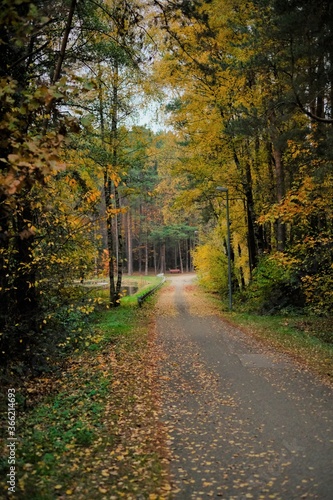 Autumn Park. Fall Road . Autumn alley.Autumn road with trees with yellow foliage.Autumn landscape. Fall season.view of road with trees on a sunny day. © Yuliya
