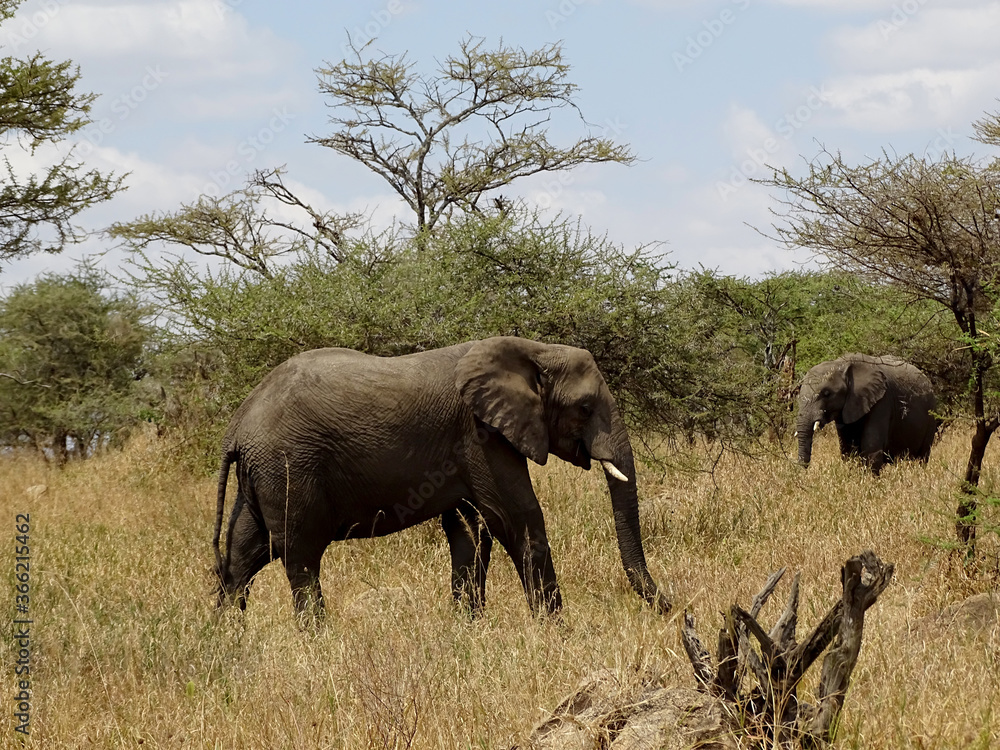 Fototapeta premium Loxodonta africana