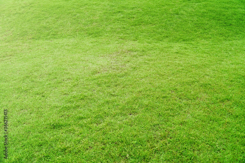 Green grass background texture. The element of design Top-down grass garden Ideal concept used for making green flooring lawn for training football pitch Grass Golf Courses green lawn pattern textured
