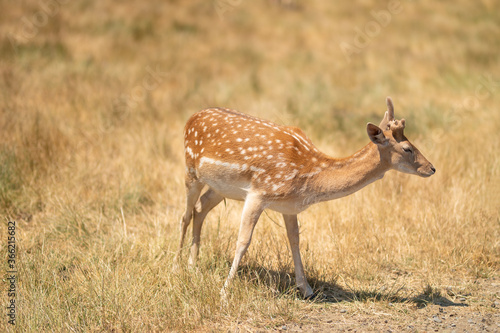 Little deer in a field or zoo or reserve, wildlife in Africa