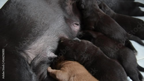 The puppy is sucking from the mother's breast
