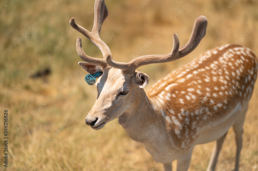 Little horned deer in a reserve or zoo on a background of dry grass Little horned deer in a reserve or zoo on a background of dry grass