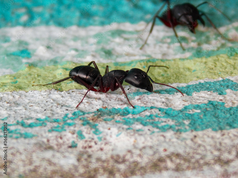 black ant on the ground