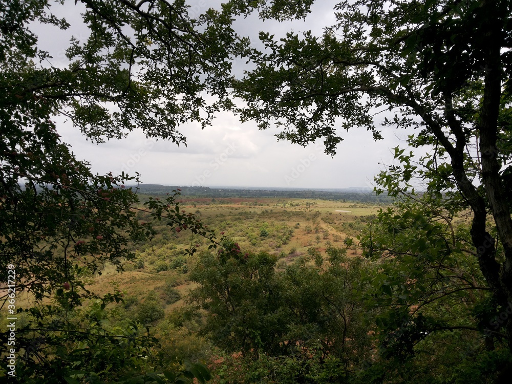 Obraz premium trees in the jungle