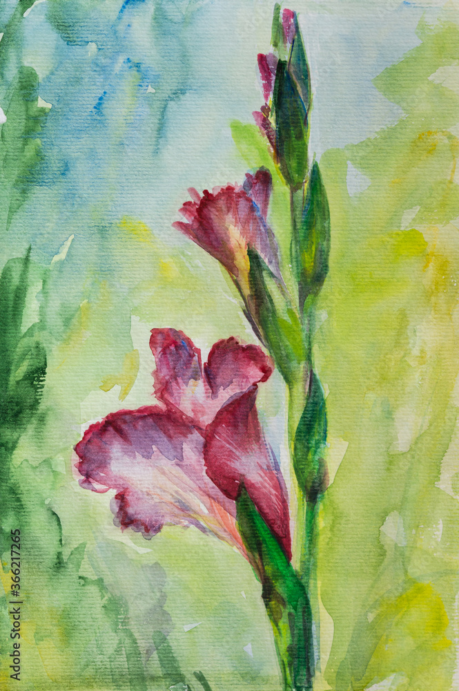 Gladiolus watercolor handmade. Beautiful pink flower on vertical format. Layout for a postcard. Summer watercolor flowers.