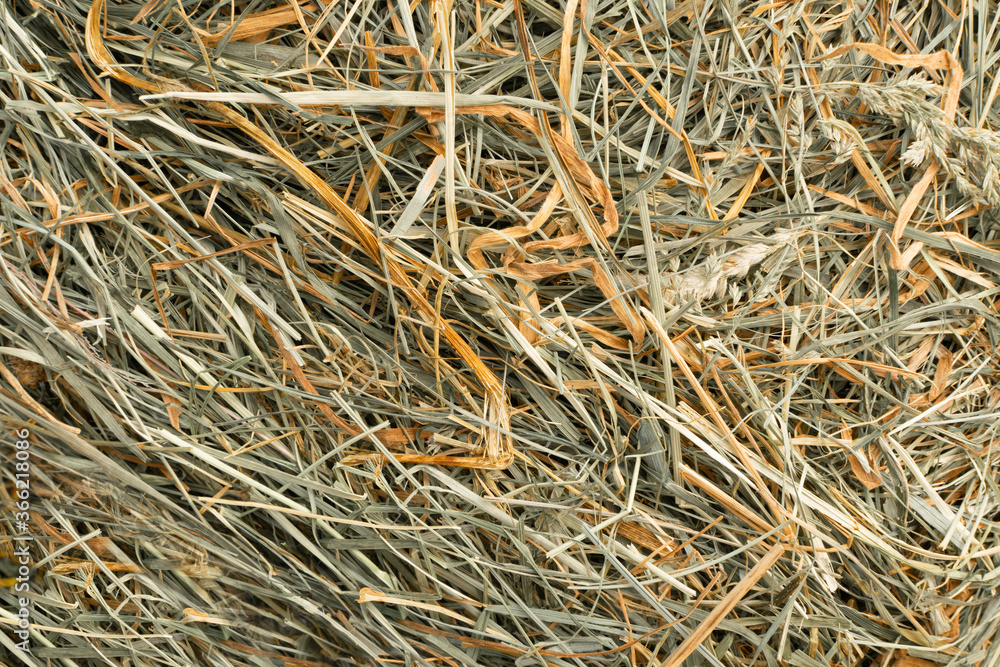 Hay Texture Straw Background Fodder Green Dry Grass in Haystack Hay Texture Straw Background Fodder Green Dry Grass in Haystack