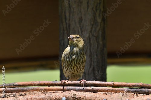 Flock of pine siskin sitting and eating fruits and seeds on the tree 