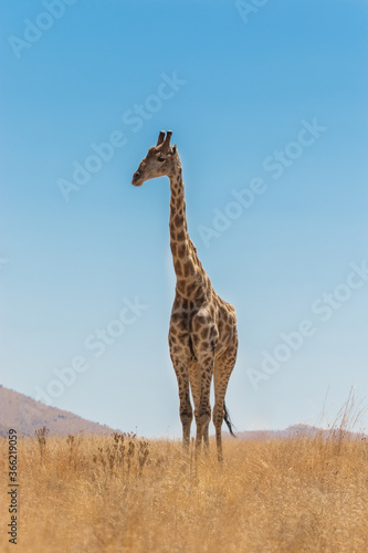  A wide shot of a Giraffe standing tall in the dry grassland with a blue sky in Pilanesberg National Park. 