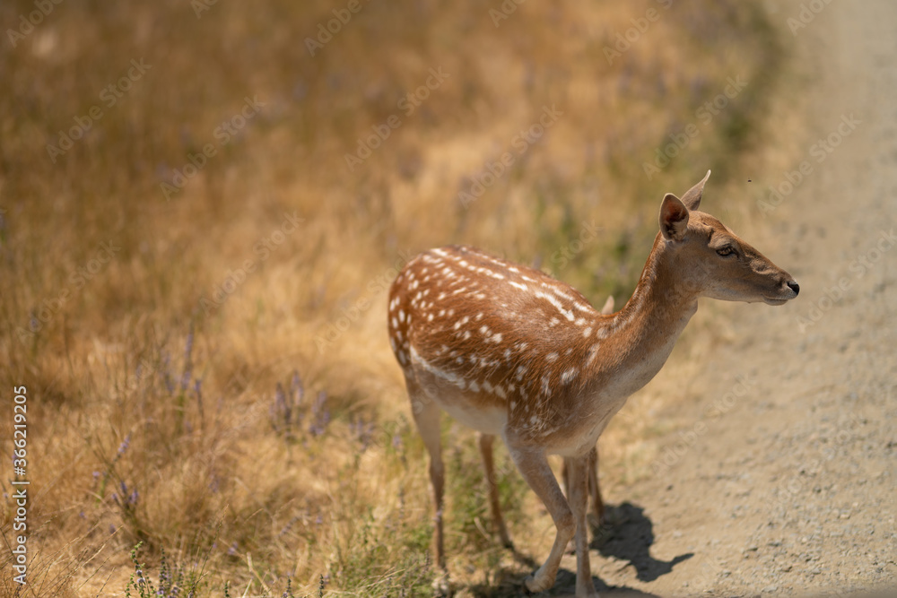 Deer in the steppe or field in Africa Deer in the steppe or field in Africa
