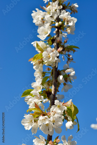 Spring Cherry Blossom, Prunus Cerasus Avium photo